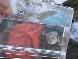 生物同好会　画像2